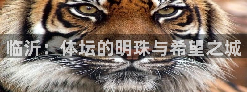 意昂体育4平台注册流程图：临沂：体坛的明珠与希望之城